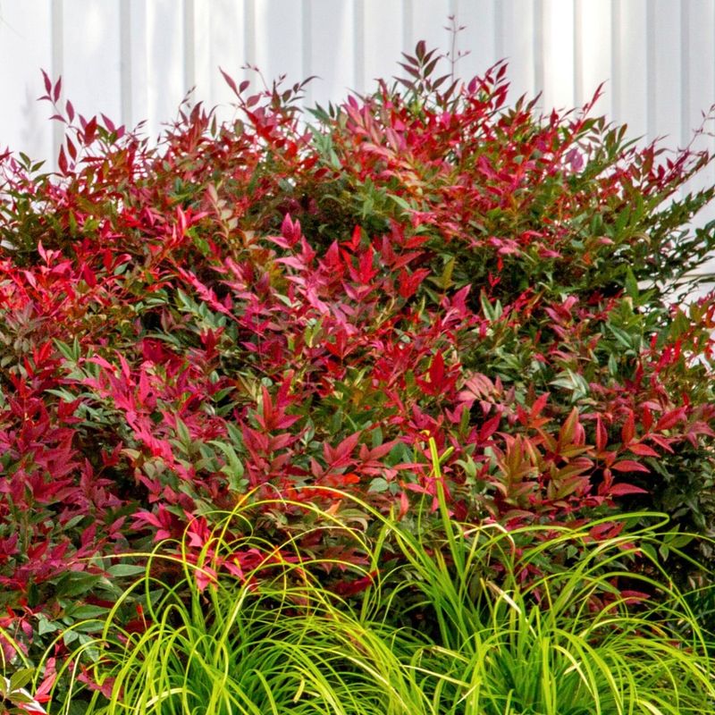 Nandina's Evergreen Palette