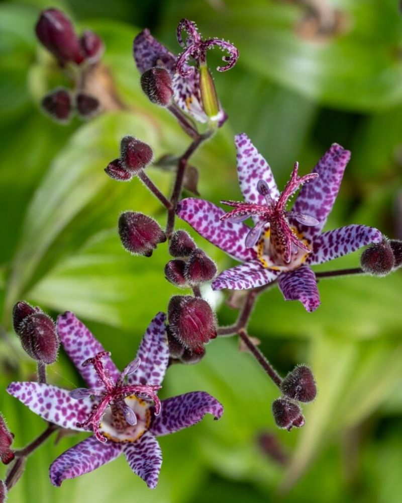 Toad Lily