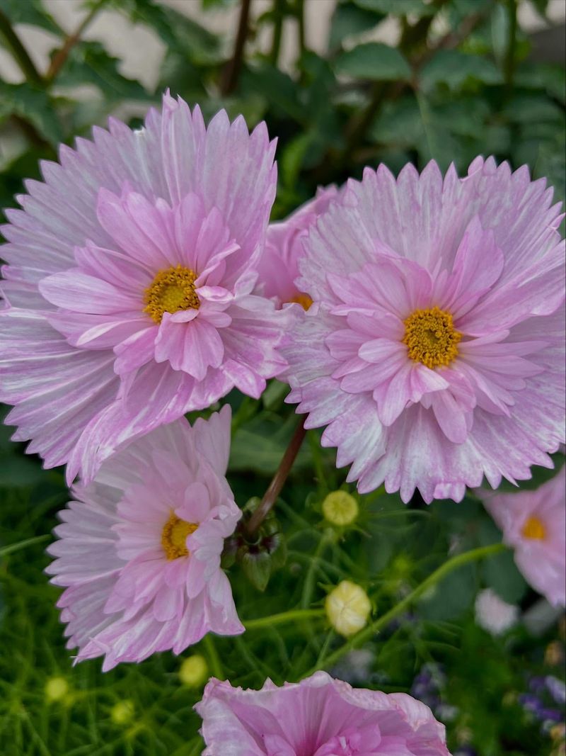 Cosmos: Self-Seeding Simplicity