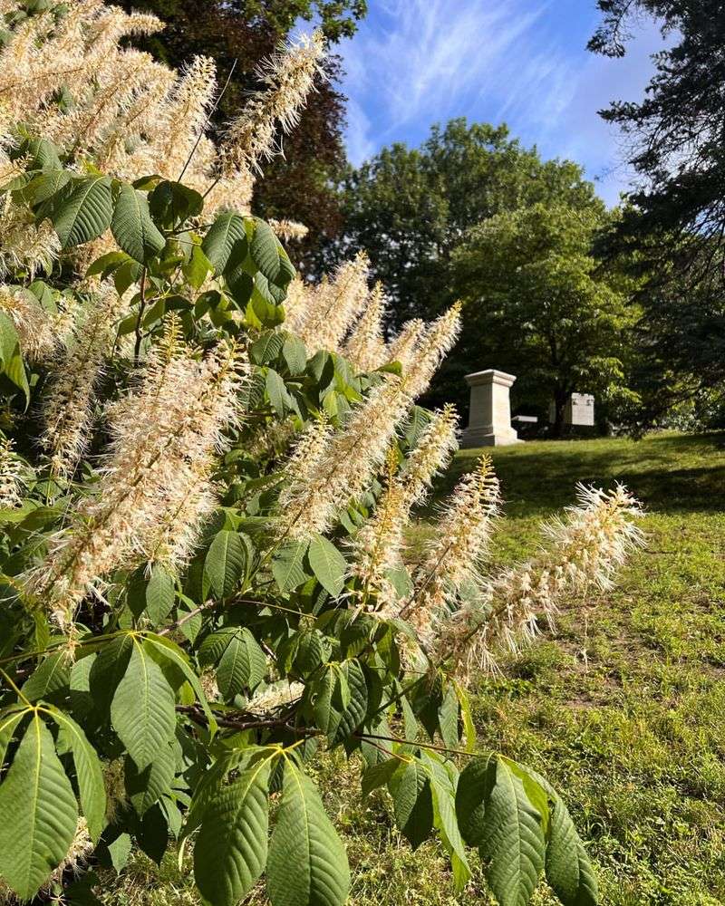 Bottlebrush Buckeye