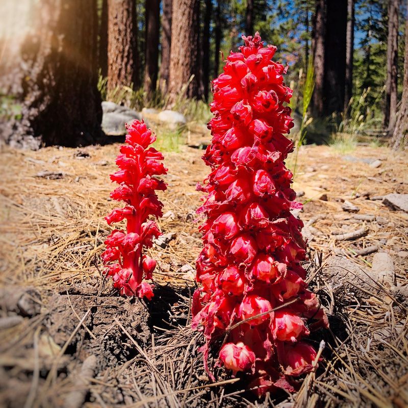 Galena Creek's Forest Sanctuary