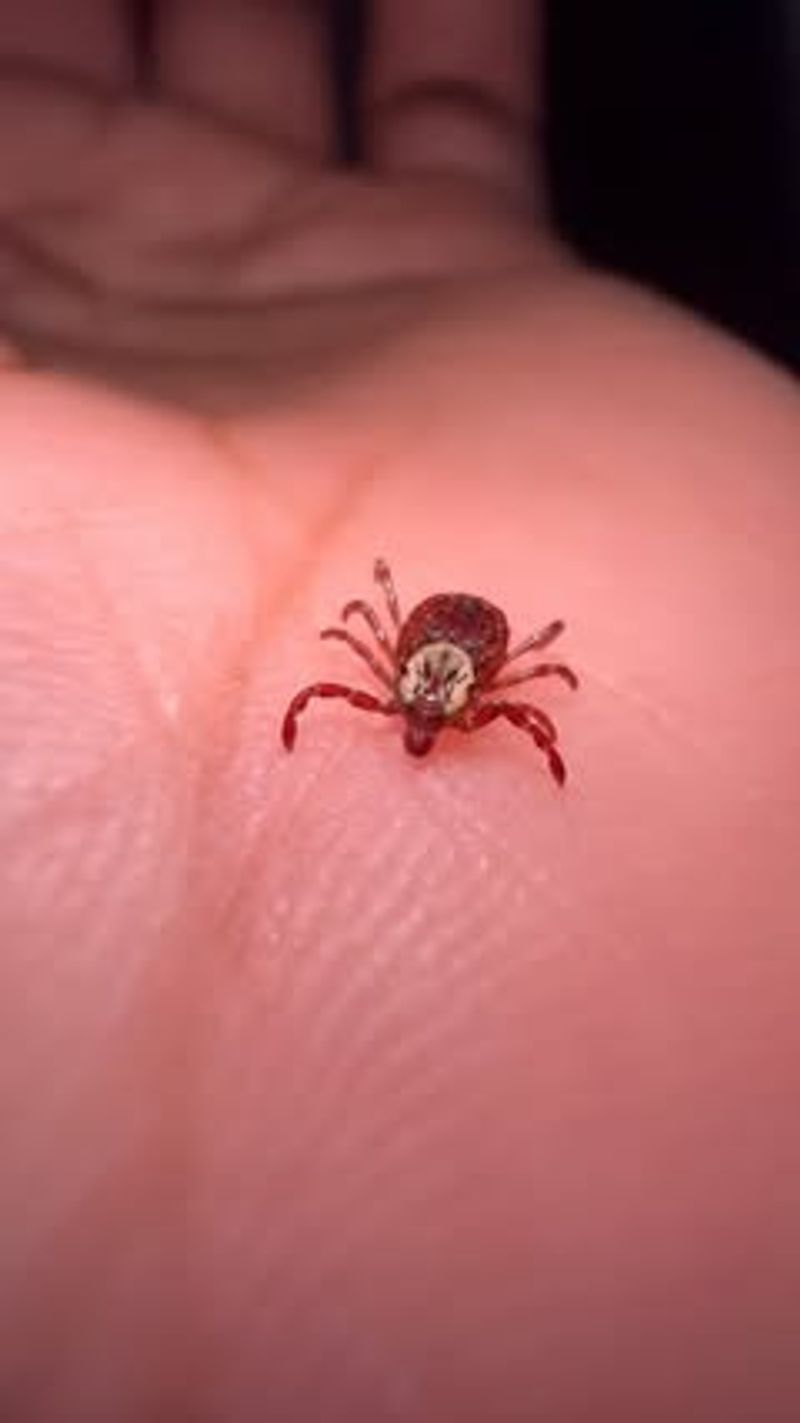 Ticks
