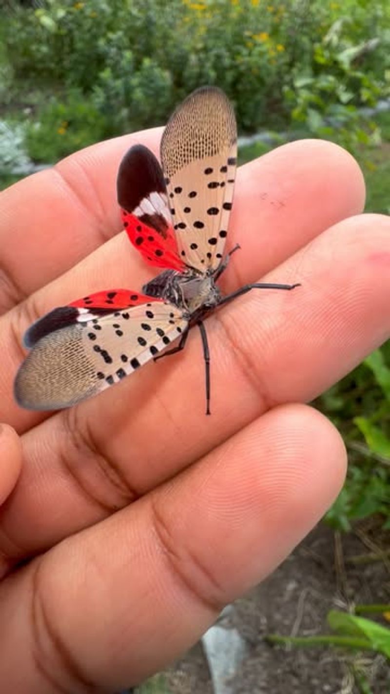 Spotted Lanternfly
