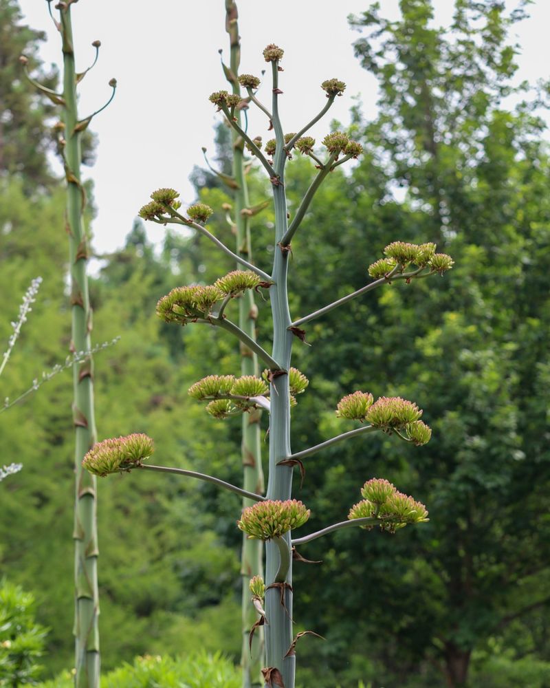 Century Plant