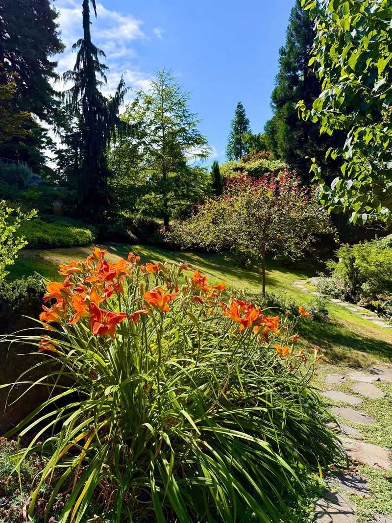 Daylilies