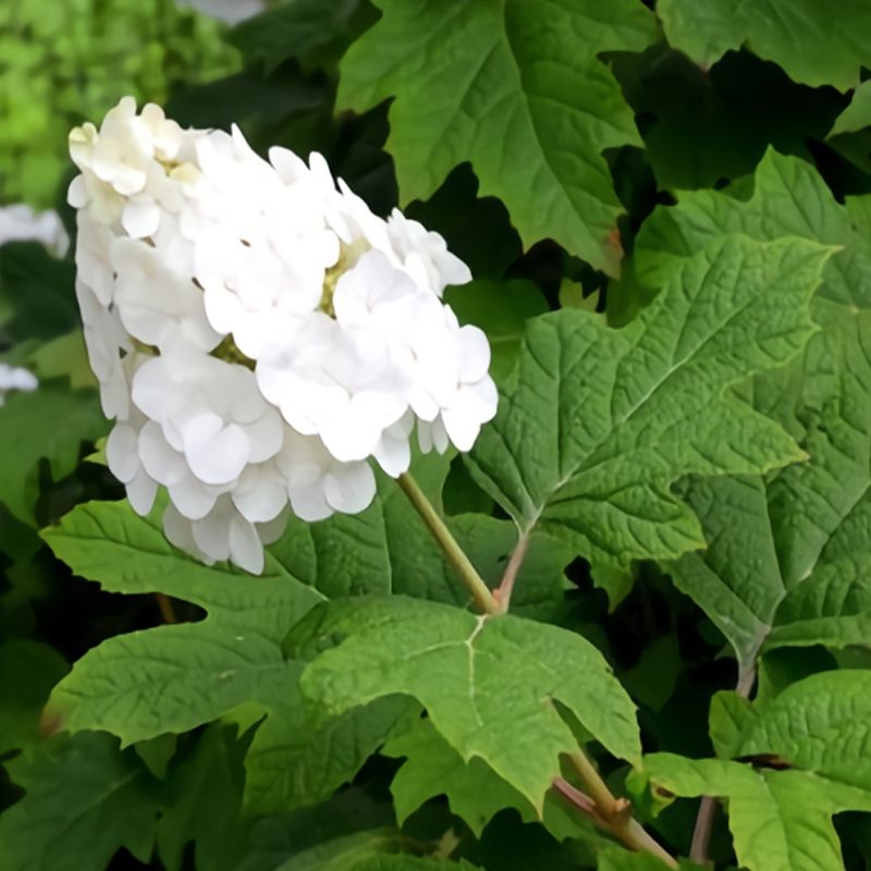 Oakleaf Hydrangea
