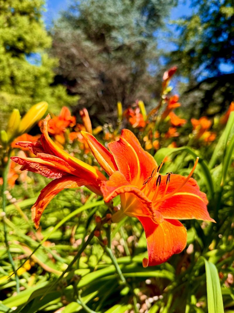 Daylily