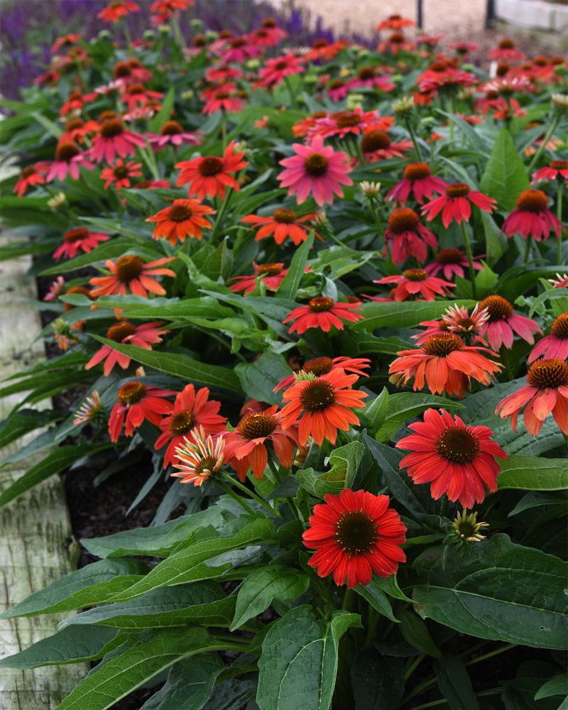 Coneflower