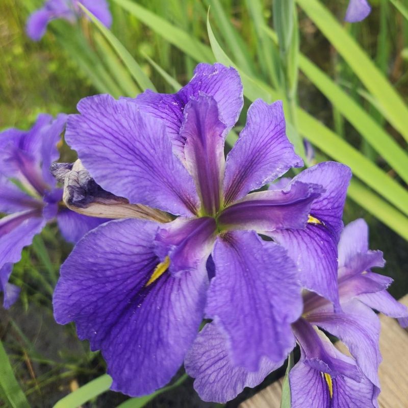 Louisiana Iris: Exotic Blooms for Wet Arkansas Spots