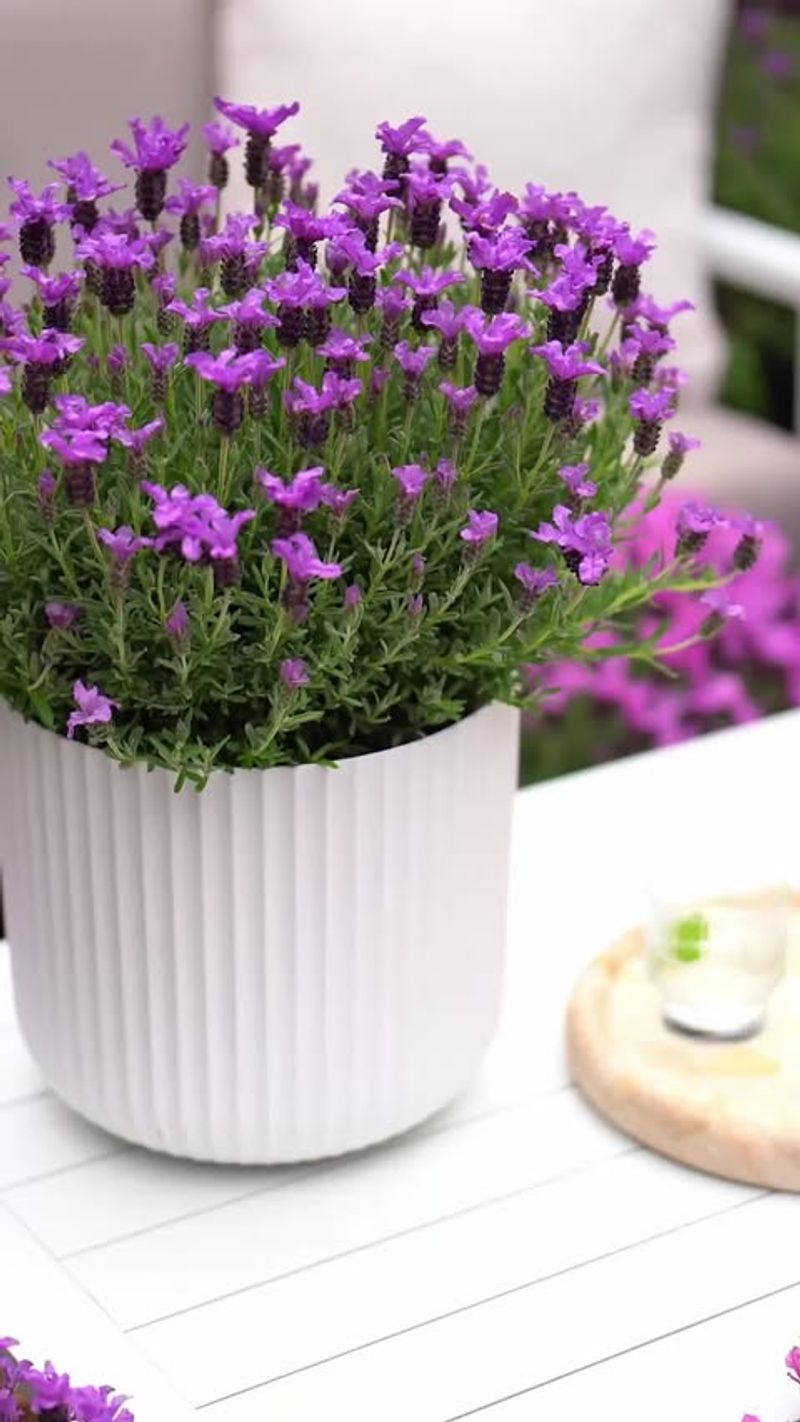 Lavender: Fragrant Container Classic