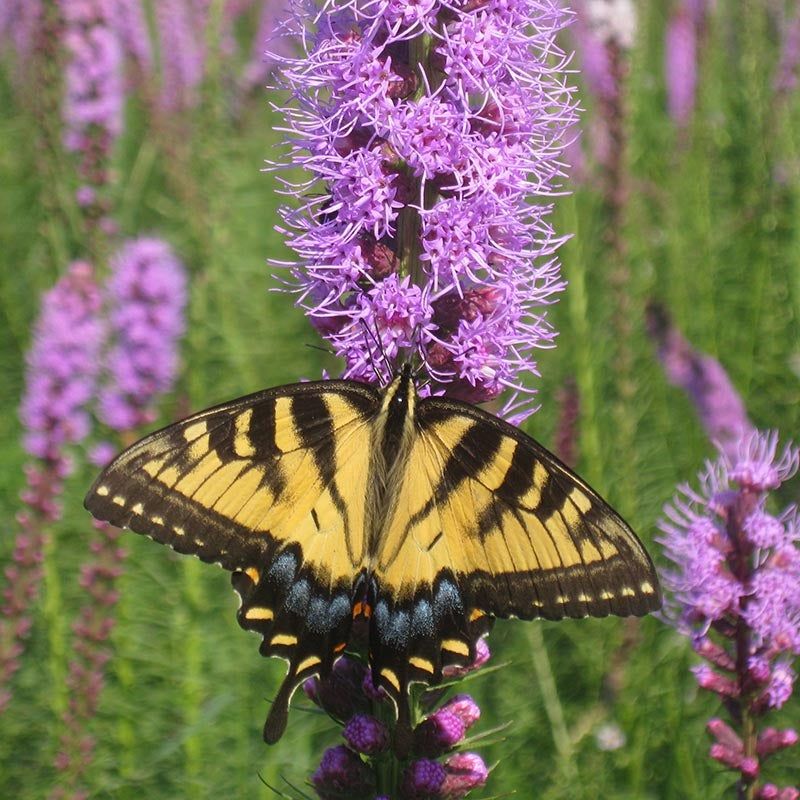 Liatris (Blazing Star)