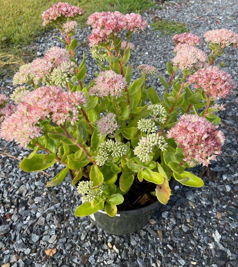 Sedum 'Autumn Joy'