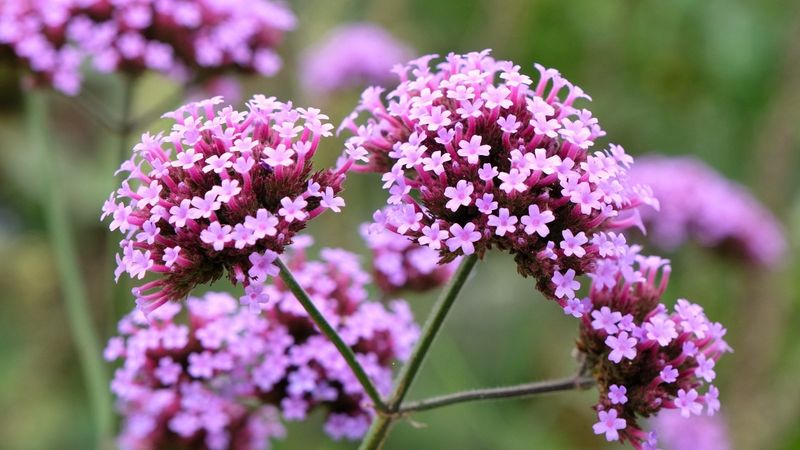 Verbena: Clusters Of Tiny Blooms With Big Impact