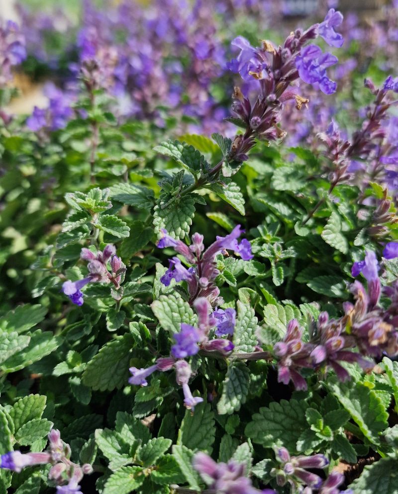 Catmint (Nepeta × faassenii)