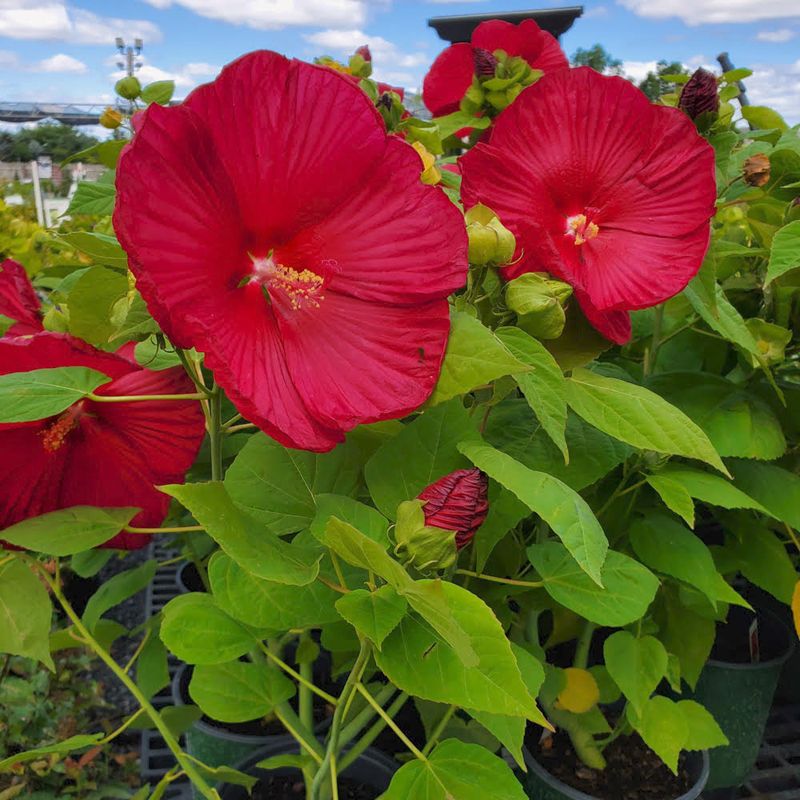 Hardy Hibiscus
