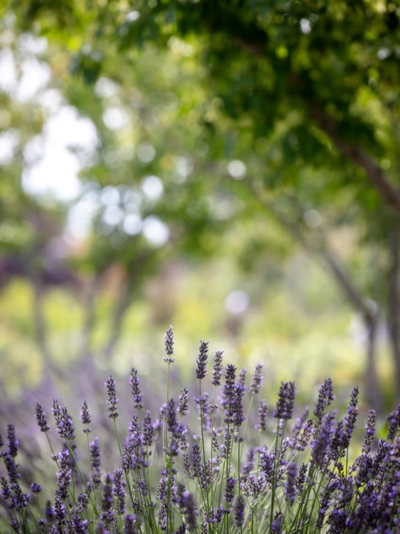 Heat-Tolerant Landscaping