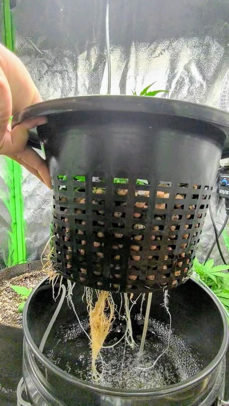 Hydrogen Peroxide Root Booster
