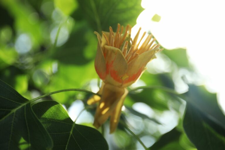 Closeup View of Tulip Poplar Tree with Fresh Young Green Leaves