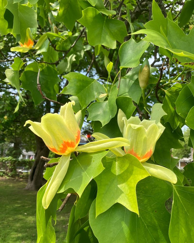 Late-Season Nectar Bonanza
