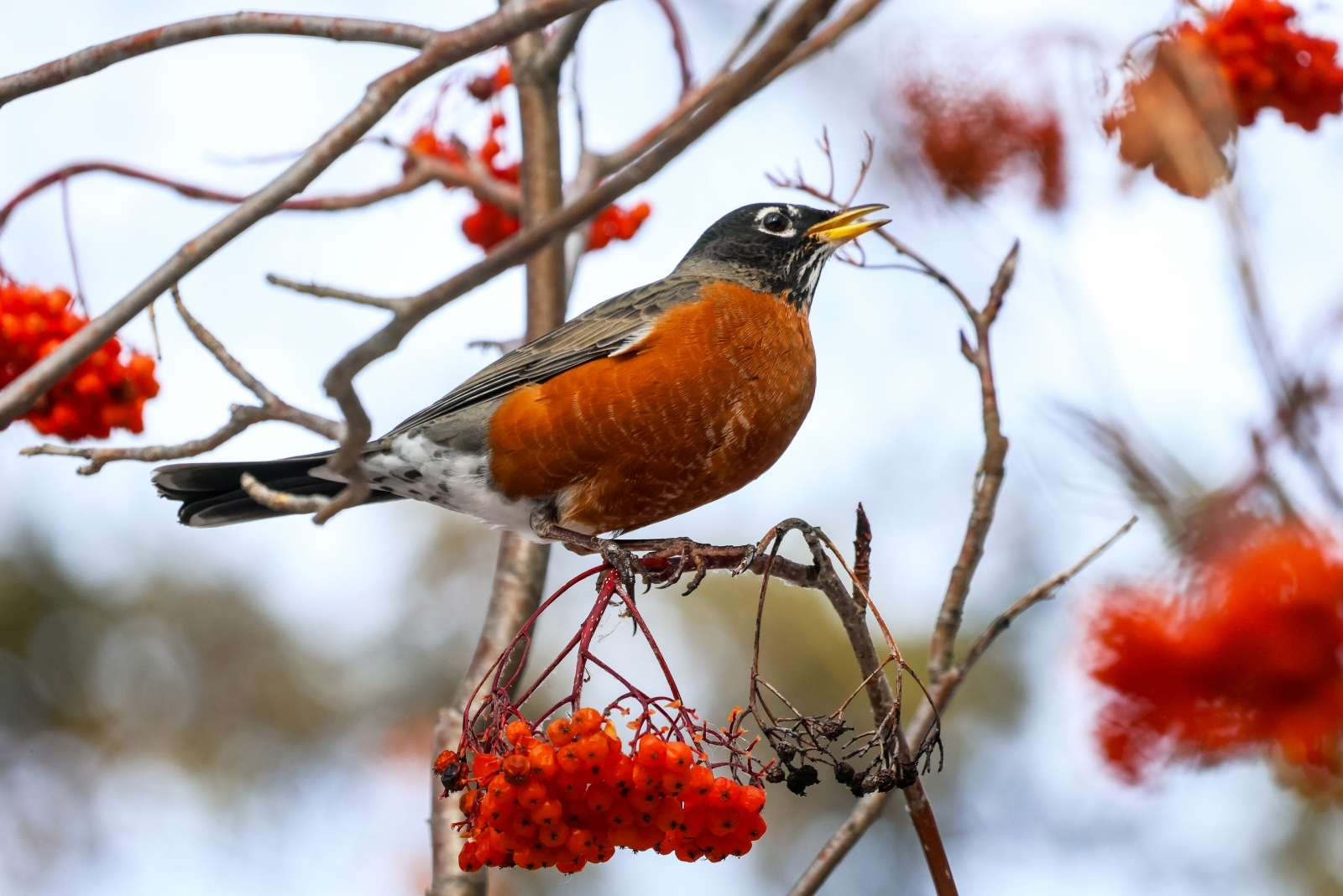 Bees And Birds Flock To This Wisconsin Tree Every September