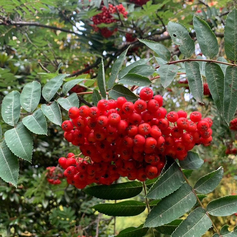 Vibrant Berry Clusters