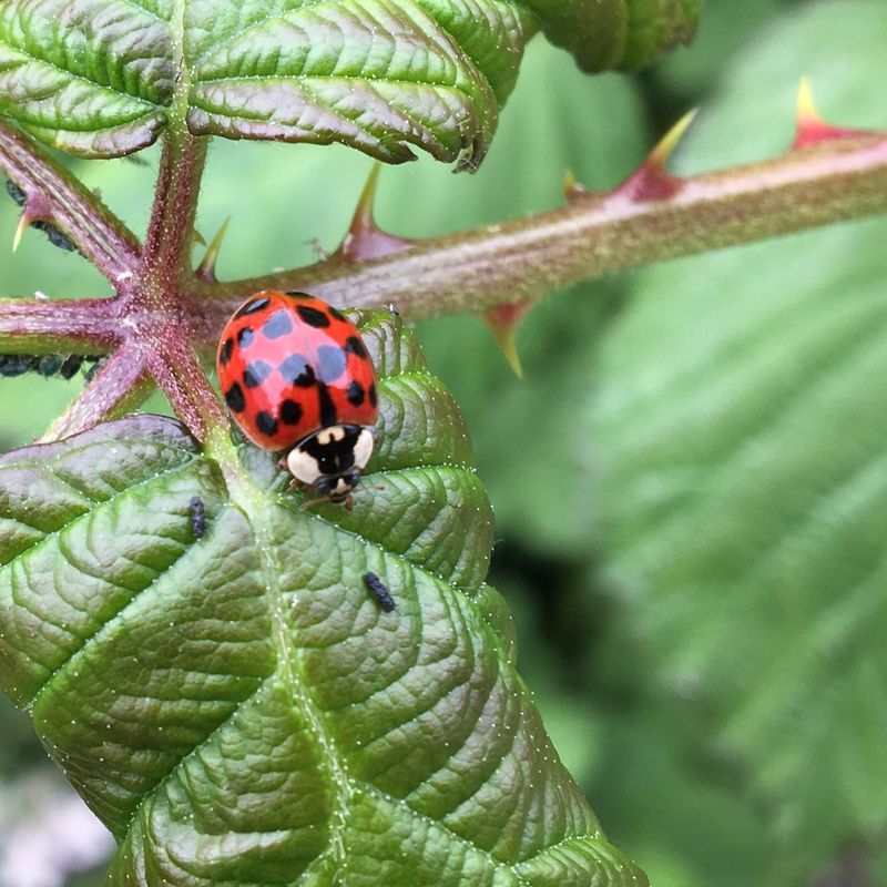 Ladybugs Devour Garden Pests