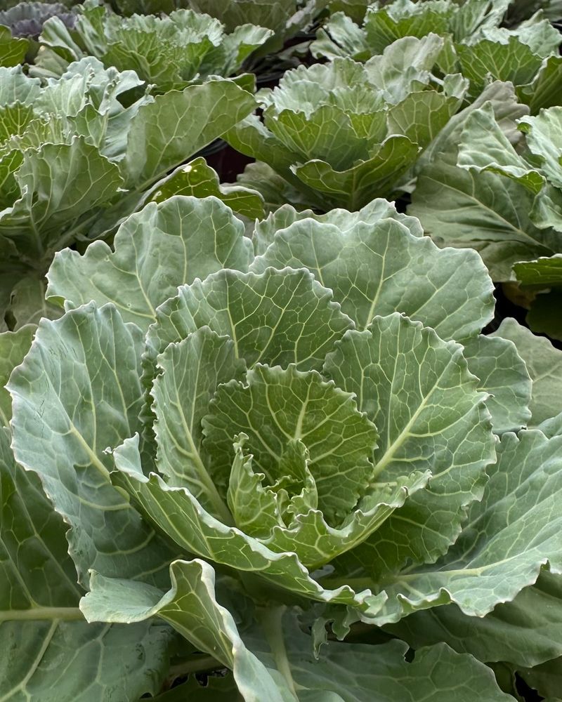 Cabbage