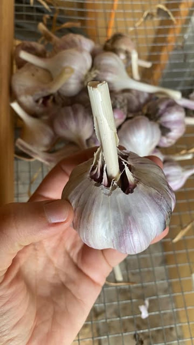 Garlic: Flavorful Bulbs That Improve With Age