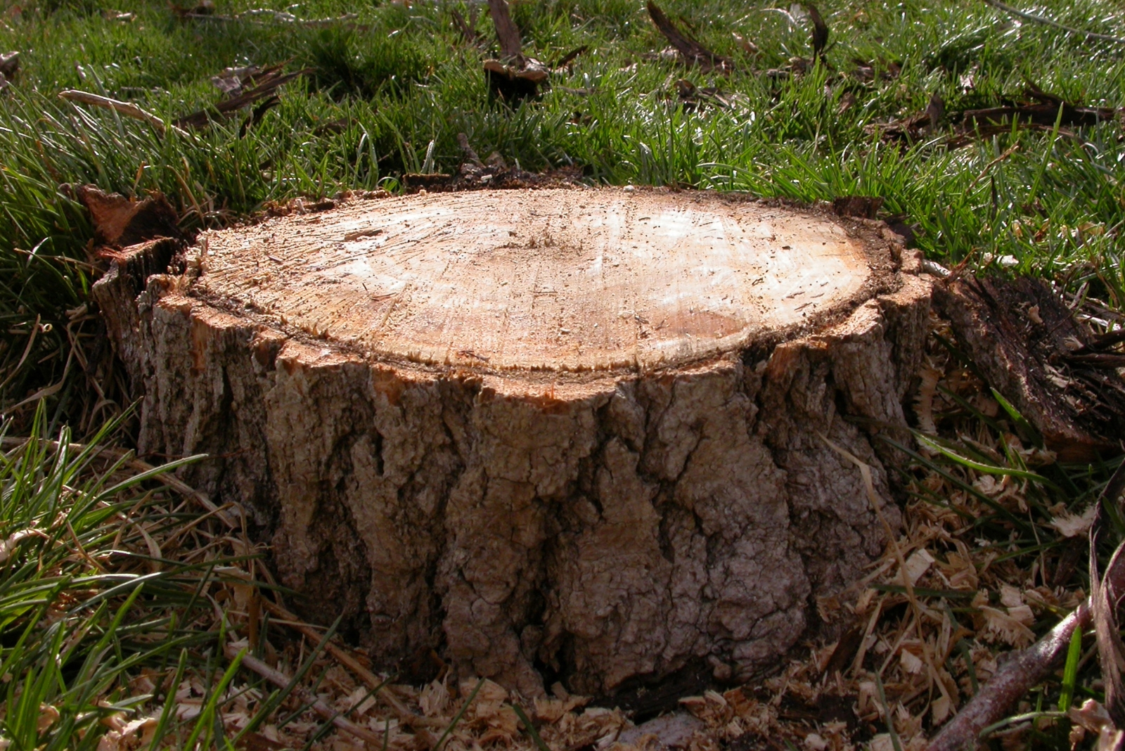Before You Remove A Tree Stump In Colorado Make Sure You Know This