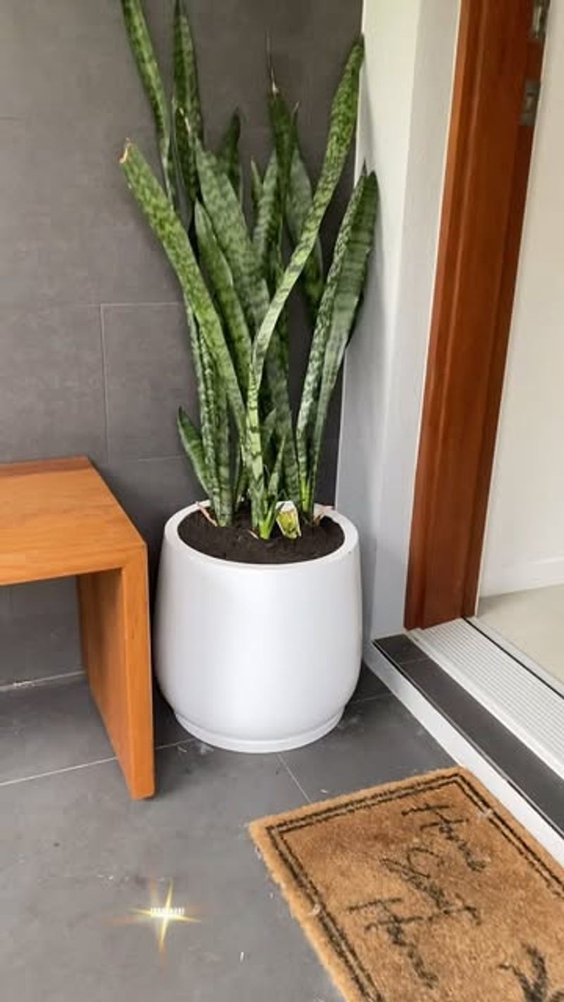 Snake Plant