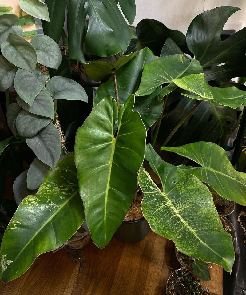Philodendrons: Bold Tropical Statements
