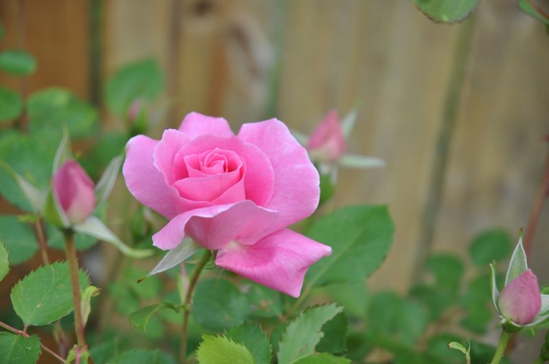 Carefree Beauty - Living Up To Its Name