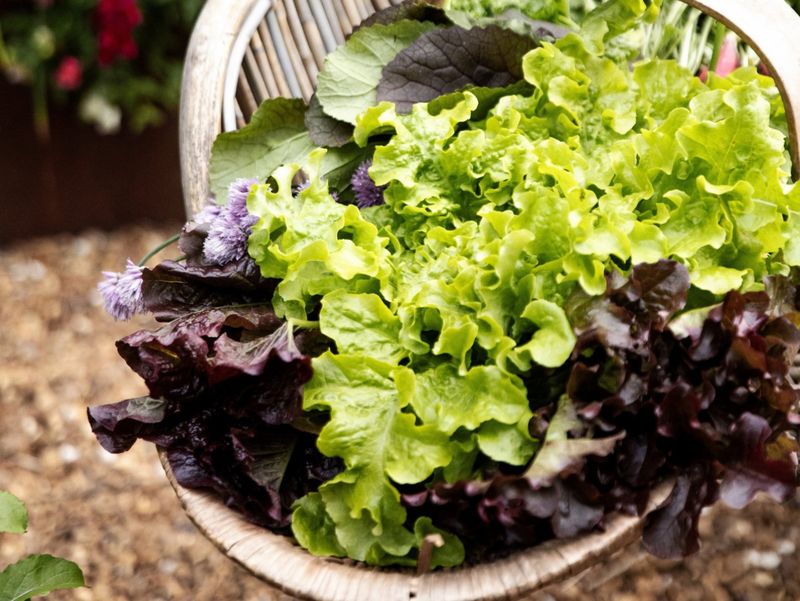 Leaf Lettuce