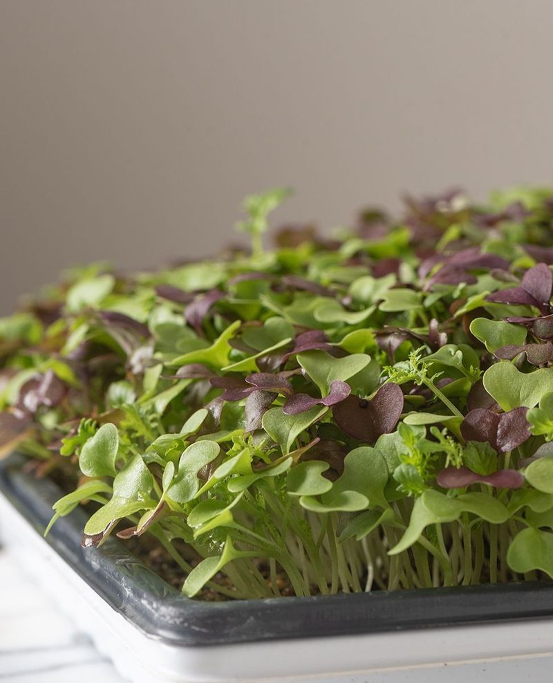 Microgreens