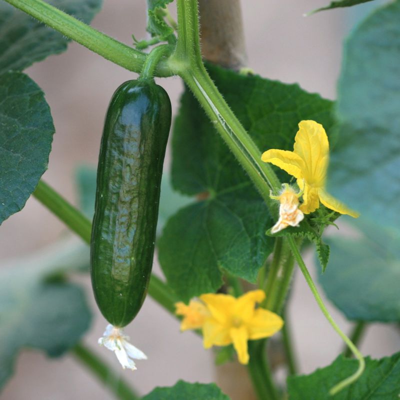 Cucumbers
