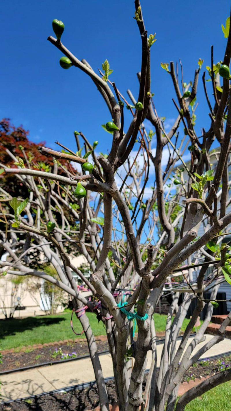Italian Fig Tree Wrapping