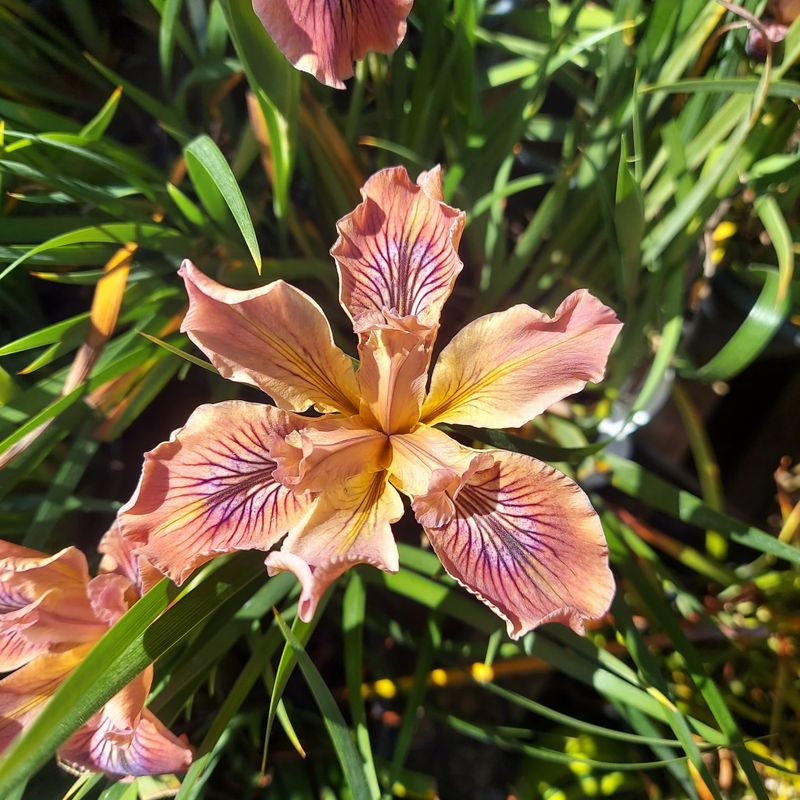 Pacific Coast Iris