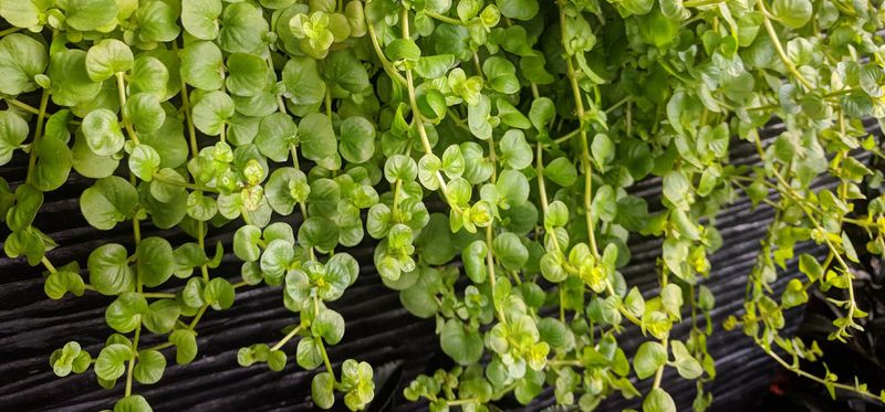 Cascading Vines Soften Hardscape Edges