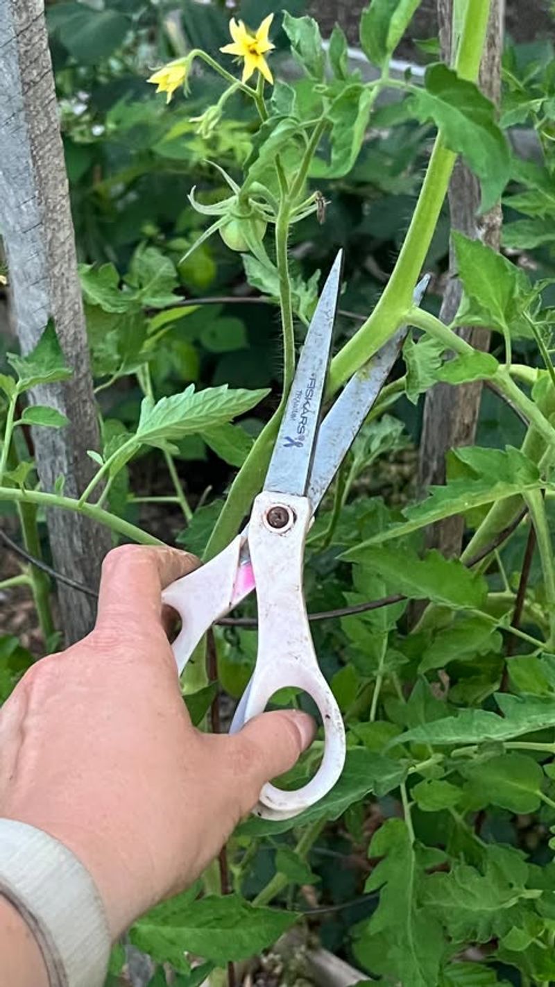 Tomato Plants' Final Farewell