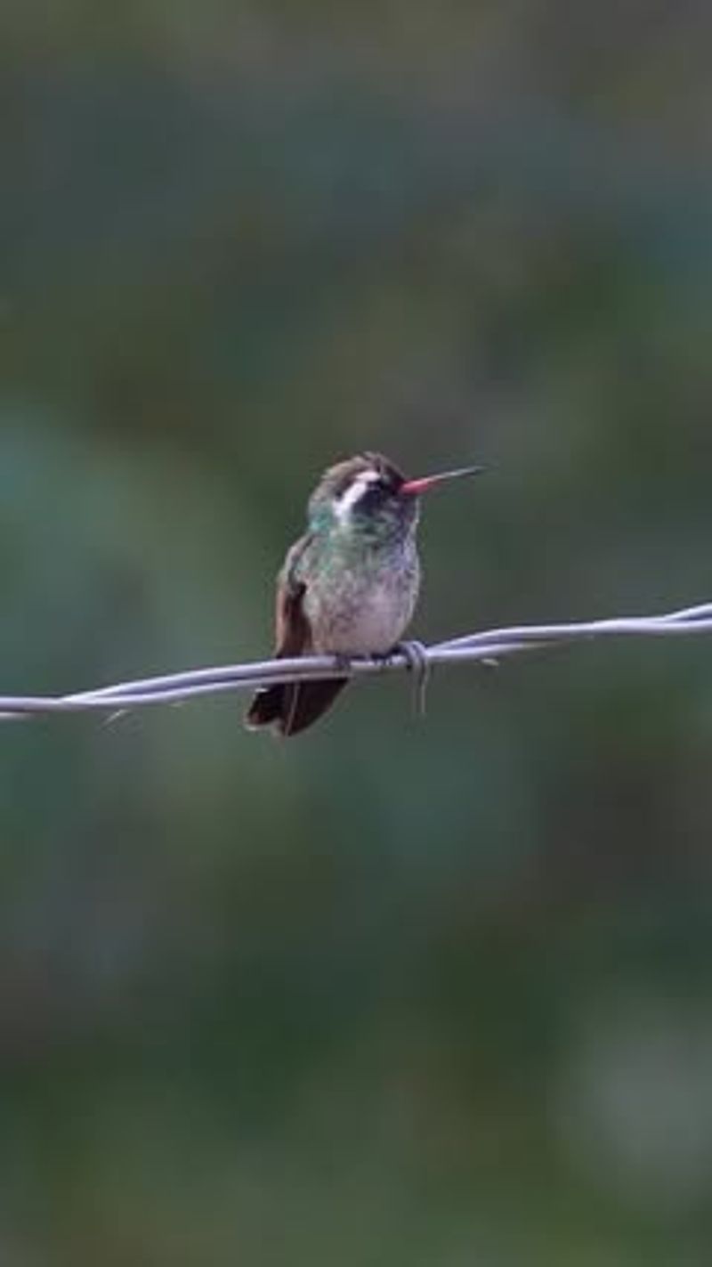 White-eared Hummingbird
