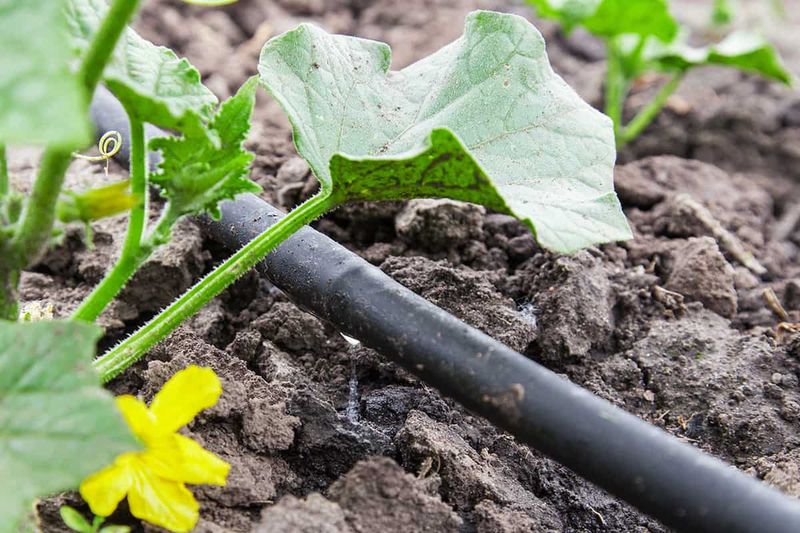 Drip Irrigation Basics For Arid Gardens