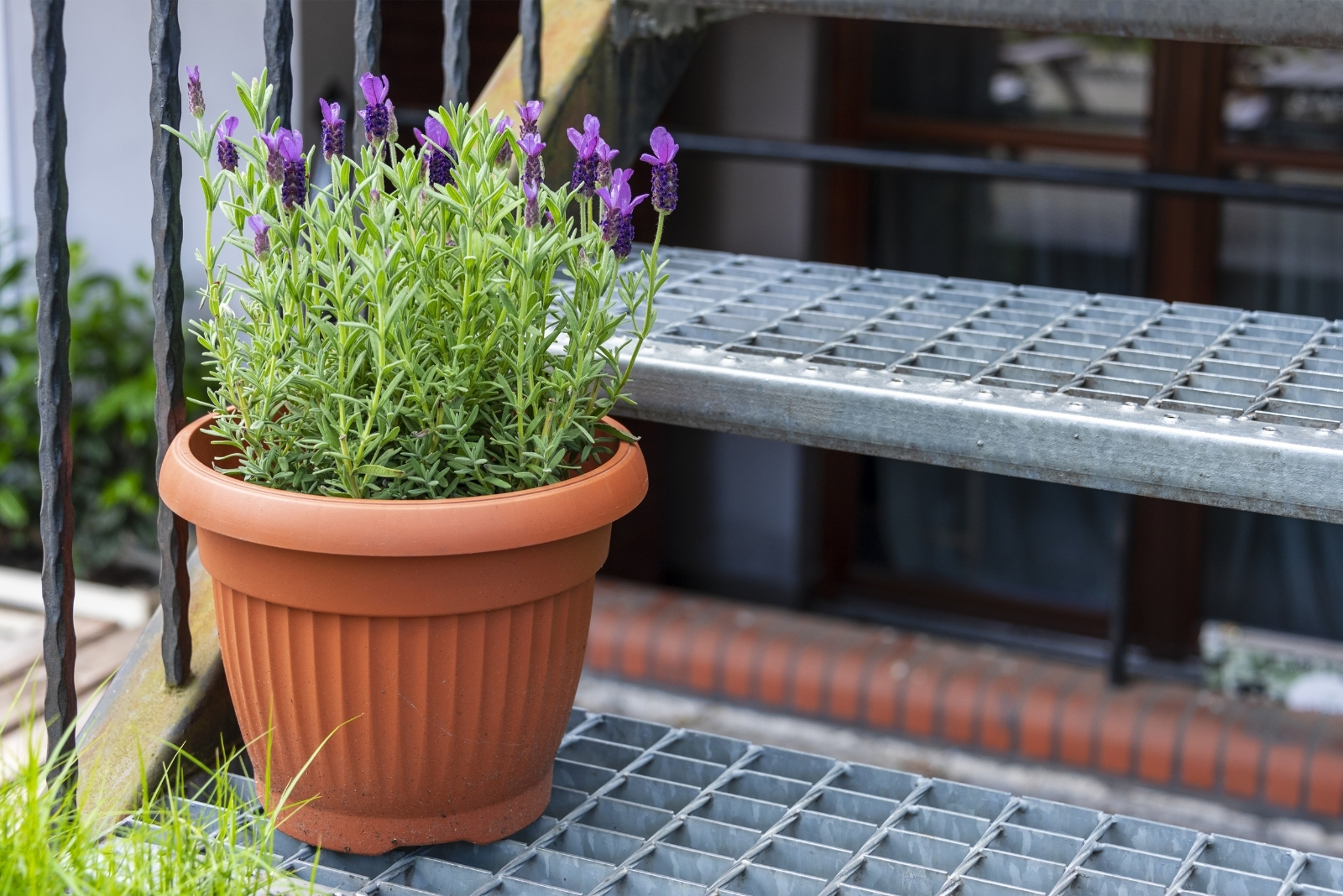 Lavender (featured image)