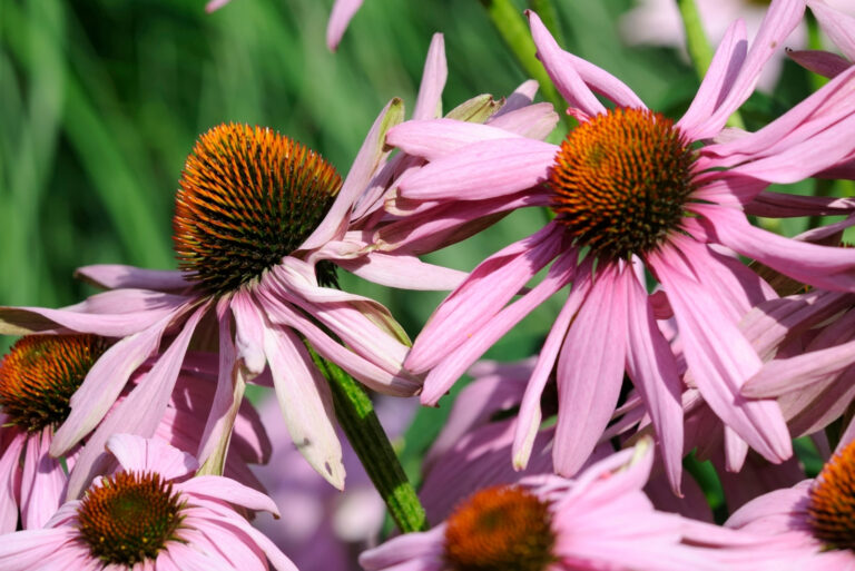 coneflower (featured image)