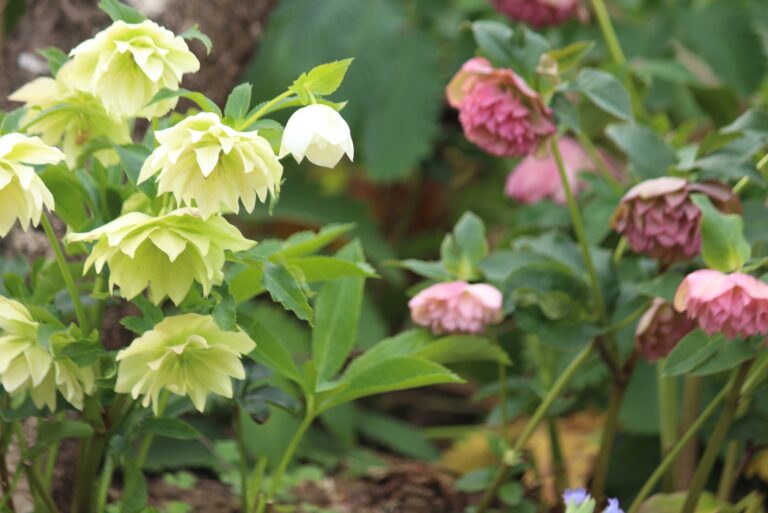 lenten rose in bloom