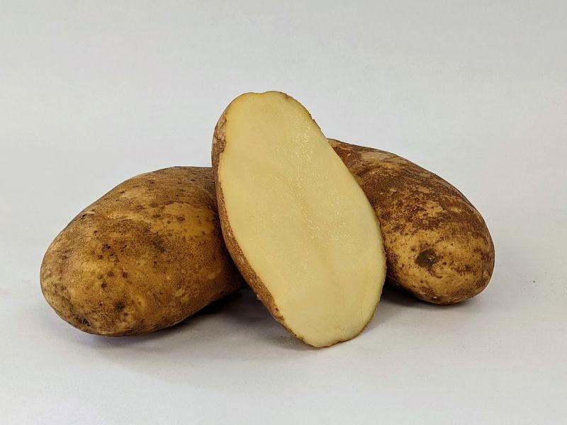 Russet Burbank – Idaho's Famous Classic