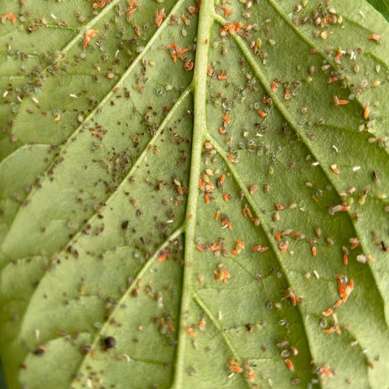 Reduced Aphid Pressure During Critical Establishment Phase