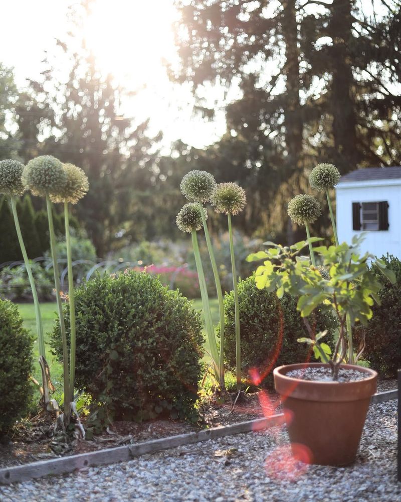 Seed Heads: Second Season Of Beauty