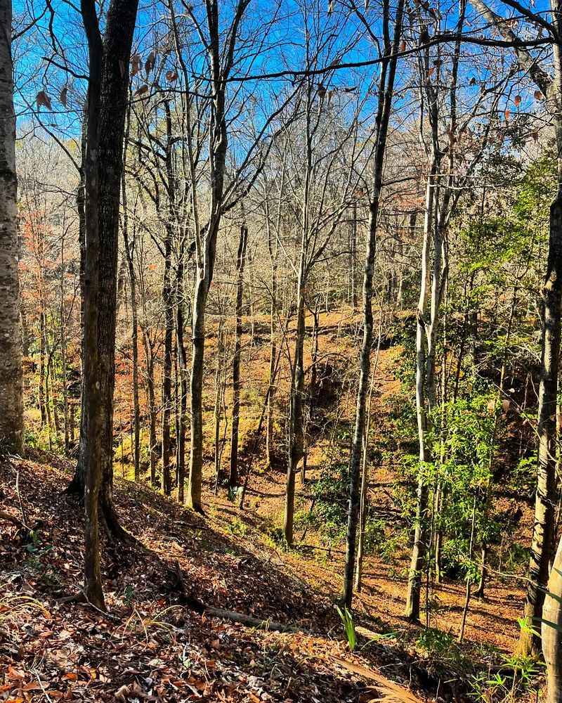 Tunica Hills Wildlife Management Area