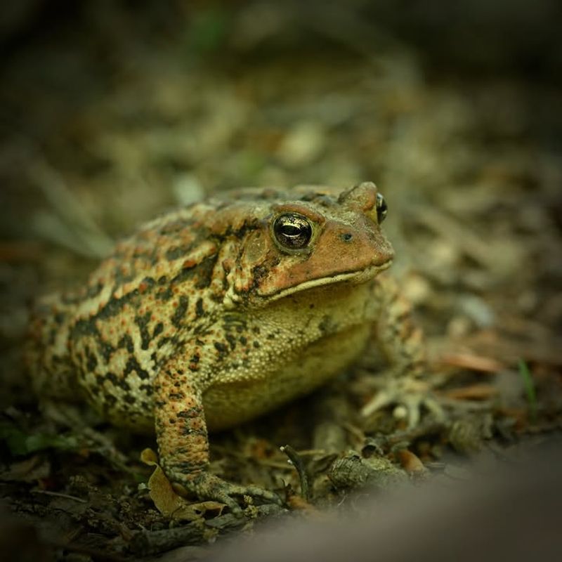 American Toads