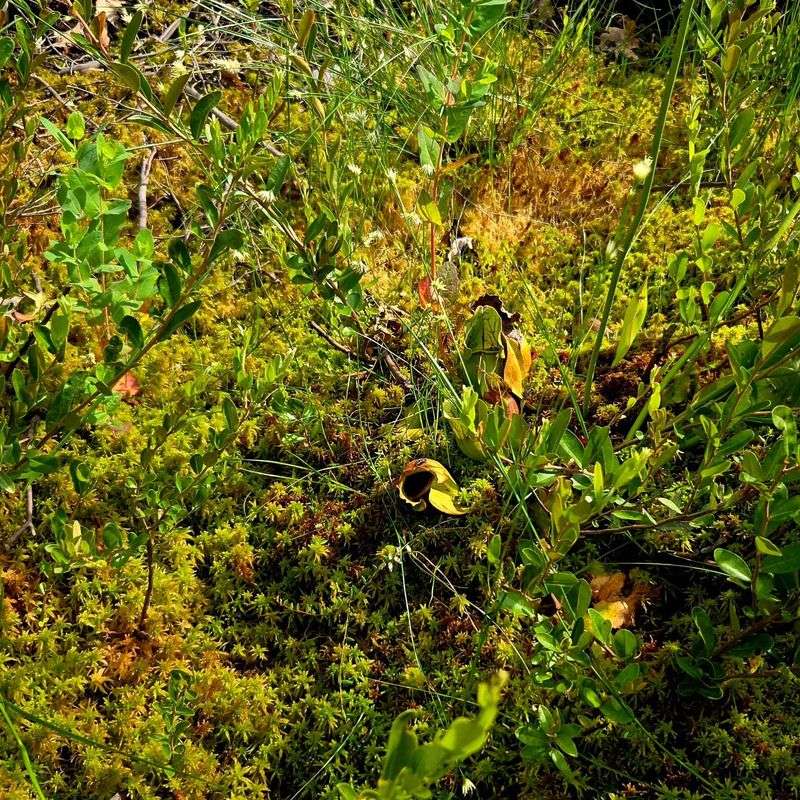 Pinhook Bog Trail